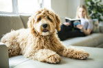Photo Labradoodle