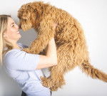 Photo Labradoodle
