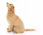 Photo Labradoodle