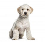 Photo Labradoodle