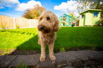 Photo Labradoodle