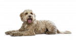 Photo Labradoodle