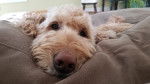 Photo Labradoodle