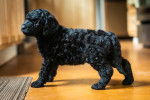 Photo Labradoodle