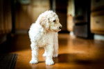 Photo Labradoodle
