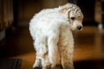 Photo Labradoodle