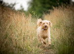 Photo Labradoodle