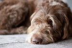 Photo Labradoodle