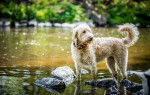 Photo Labradoodle