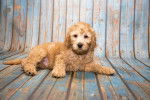Photo Labradoodle
