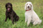 Photo Labradoodle