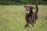 Photo Labradoodle