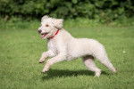 Photo Labradoodle