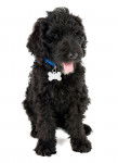 Photo Labradoodle