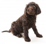 Photo Labradoodle