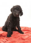 Photo Labradoodle