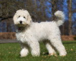 Photo Labradoodle