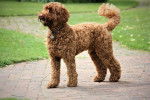 Photo Labradoodle
