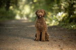 Photo Labradoodle