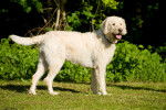 Photo Labradoodle