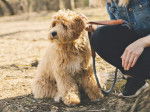 Photo Labradoodle