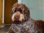 Photo Labradoodle