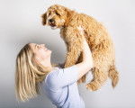 Photo Labradoodle