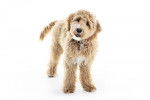 Photo Labradoodle