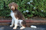 Photo Labradoodle