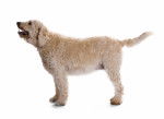 Photo Labradoodle