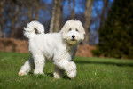 Photo Labradoodle
