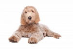 Photo Labradoodle
