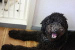 Photo Labradoodle