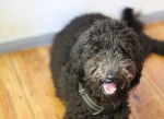 Photo Labradoodle