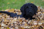 Photo Labradoodle