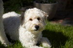 Photo Labradoodle