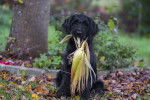 Photo Labradoodle
