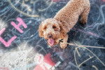 Photo Labradoodle