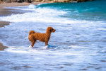 Un Labradoodle sur la plage, les pieds dans la mer