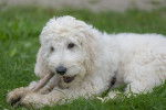 Un Labradoodle blanc joue avec un bâton dans l'herbe