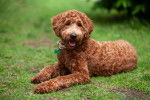 Un Labradoodle marron couché dans l'herbe