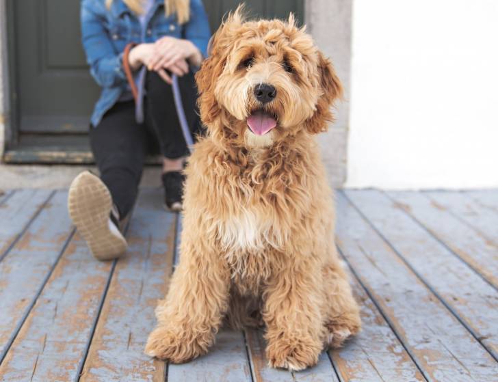 Photo Labradoodle