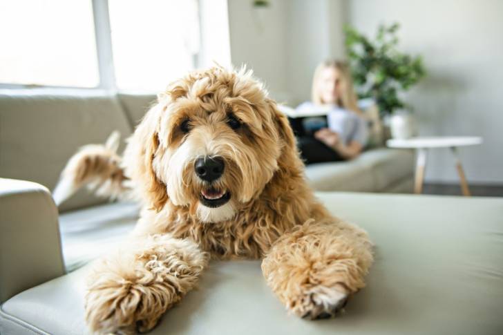 Photo Labradoodle