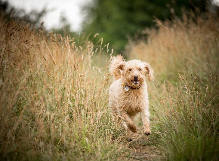 Photo Labradoodle