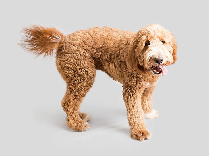 Photo Labradoodle