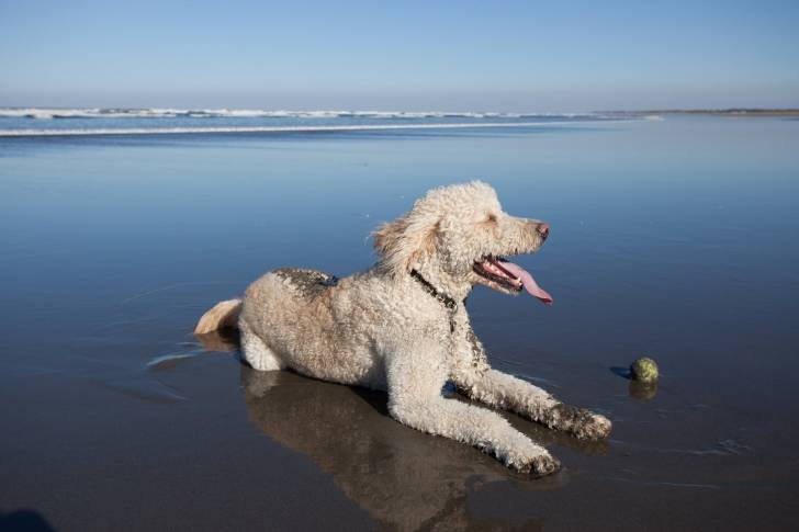 Un Labradoodle assis sur la plage avec une balle de tennis