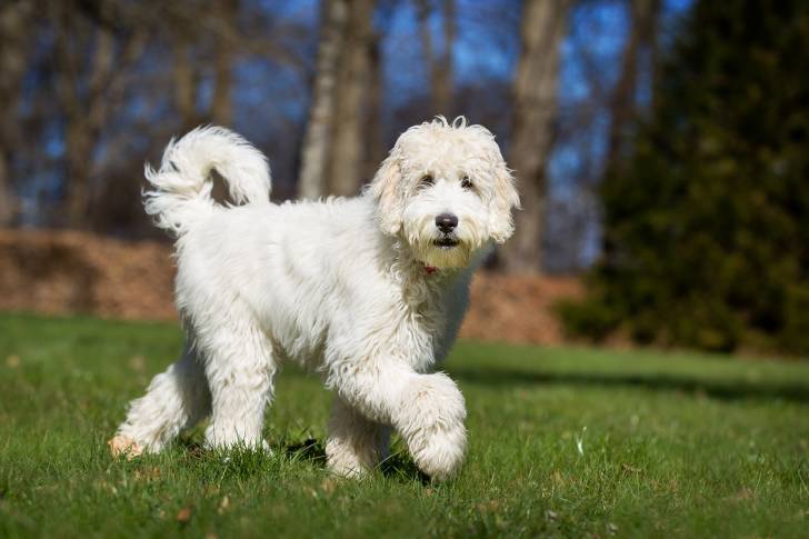 Photo Labradoodle