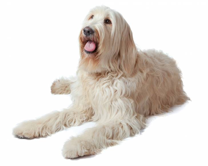 Photo Labradoodle