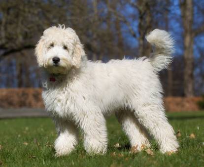 Un Labradoodle