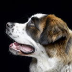 Photo Chien de Garde de Moscou